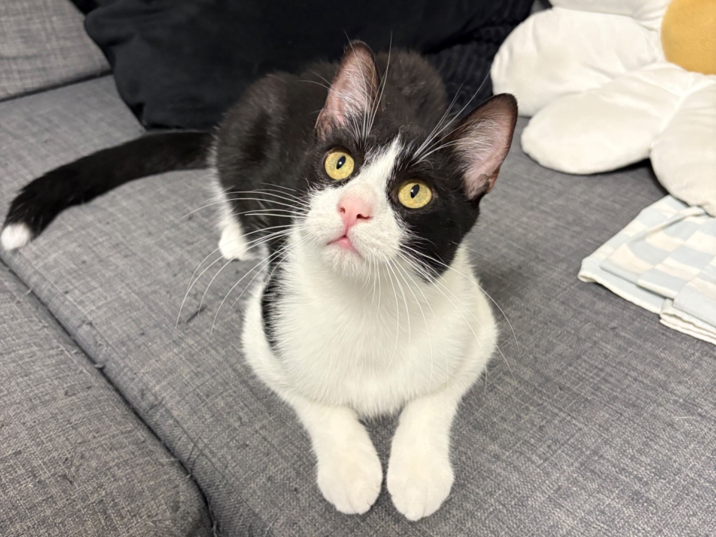 Adotta un gatto, maschio, 11 mesi, Trento