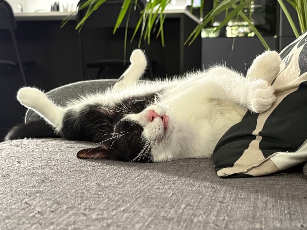 Adotta un gatto, taglia non valida, maschio, Trento