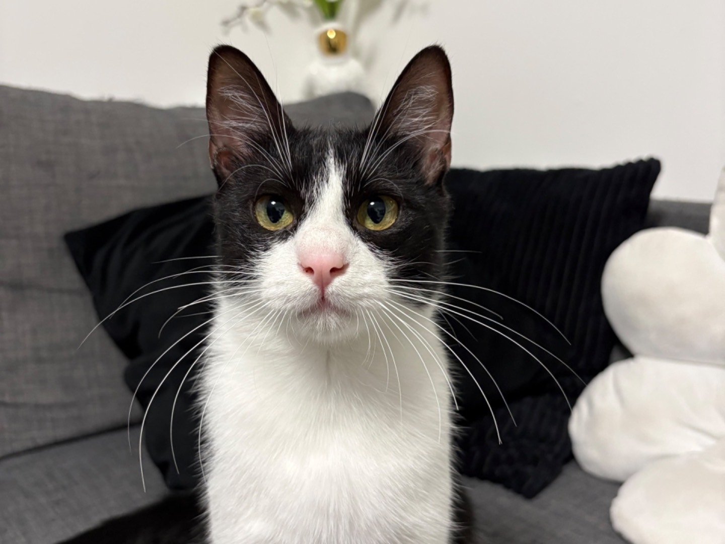 Adozione gatto, maschio, Razza sconosciuta Razza sconosciuta, 11 mesi, taglia non valida, Trento