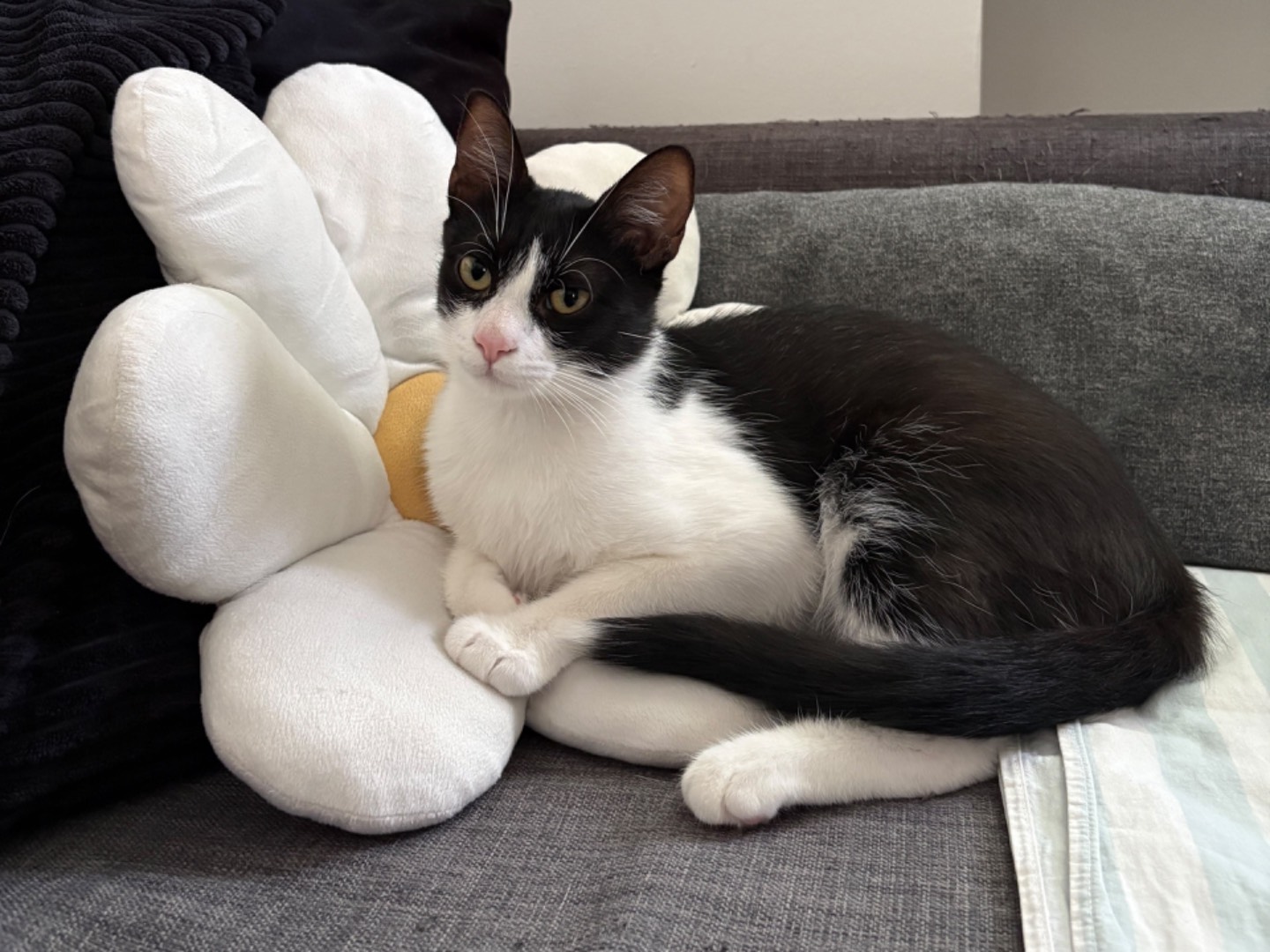 Vuoi adottare un gatto a Trento?