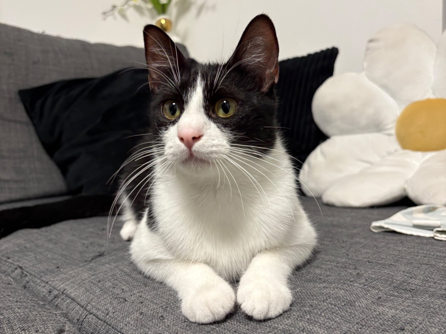 Adotta il gatto Akab a Trento