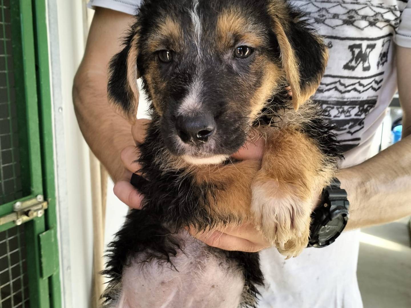 Adozione cane, femmina, Razza sconosciuta Razza sconosciuta, 3 mesi, taglia media contenuta, Latina