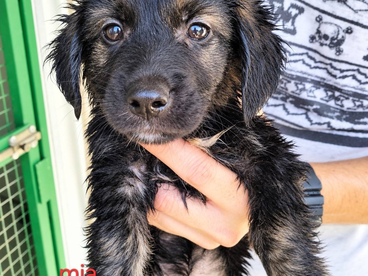 Adotta un cane, femmina, 3 mesi, Latina