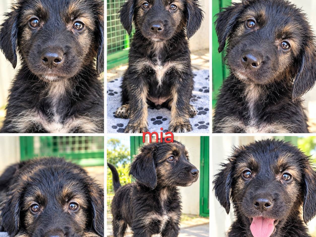 Adotta un cane, taglia media contenuta, femmina, Latina