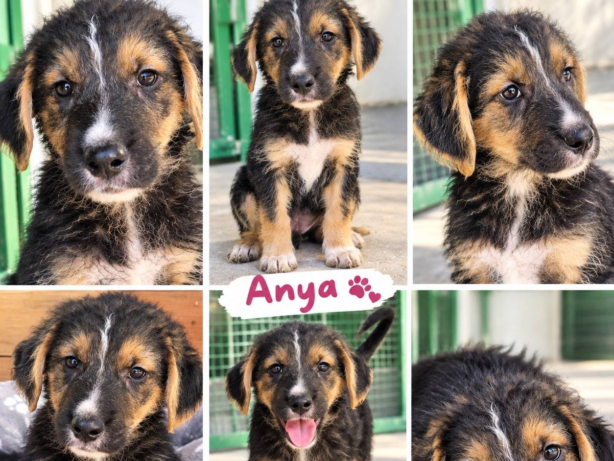 Vuoi adottare un cane a Latina?