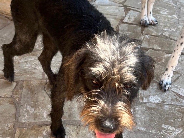 Adotta un cane, femmina, 8 mesi, Latina