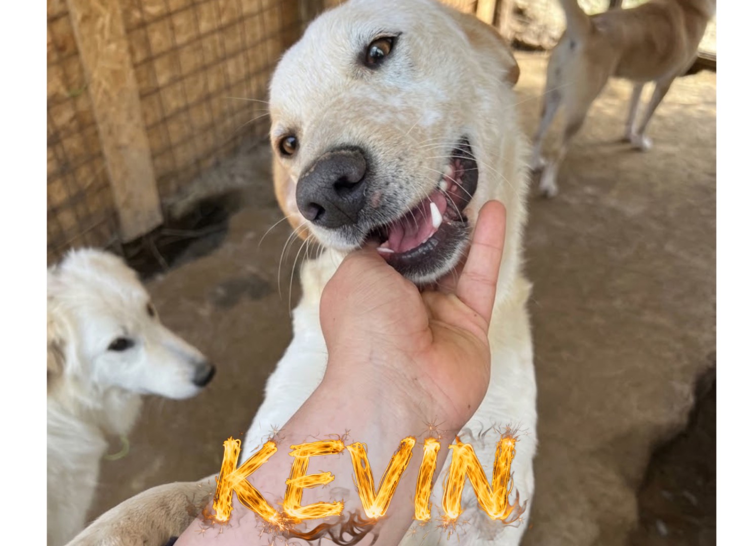 Adotta un cane, maschio, 1 anno, Isernia