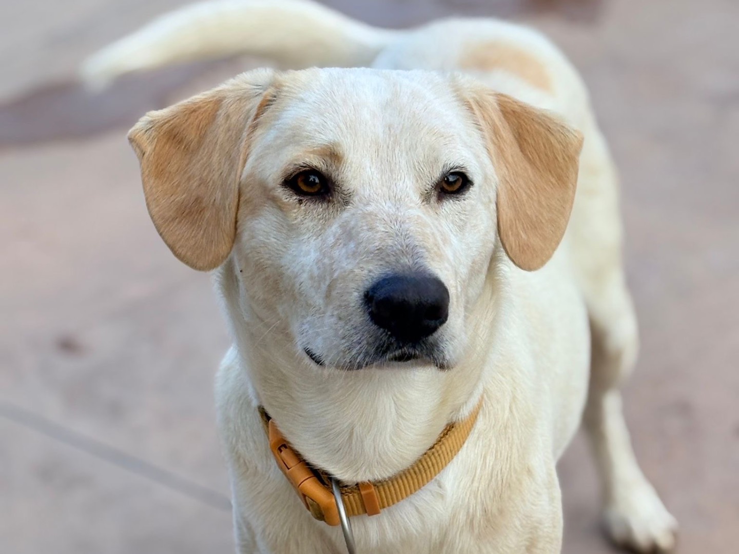 Adotta un cane, taglia media, maschio, Isernia