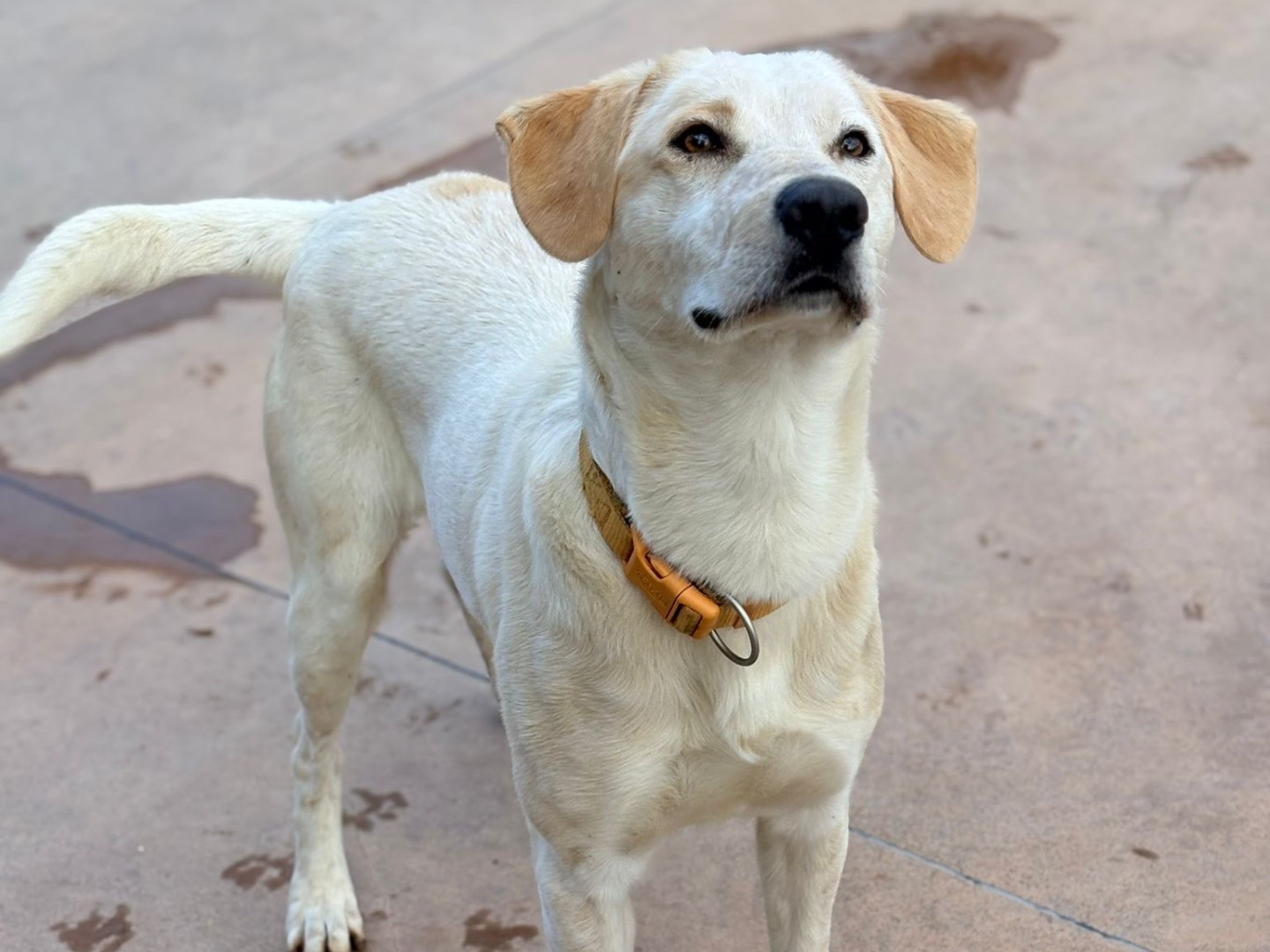 Vuoi adottare un cane a Isernia?