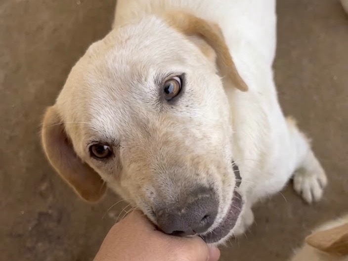 Adotta il cane Billy a Isernia