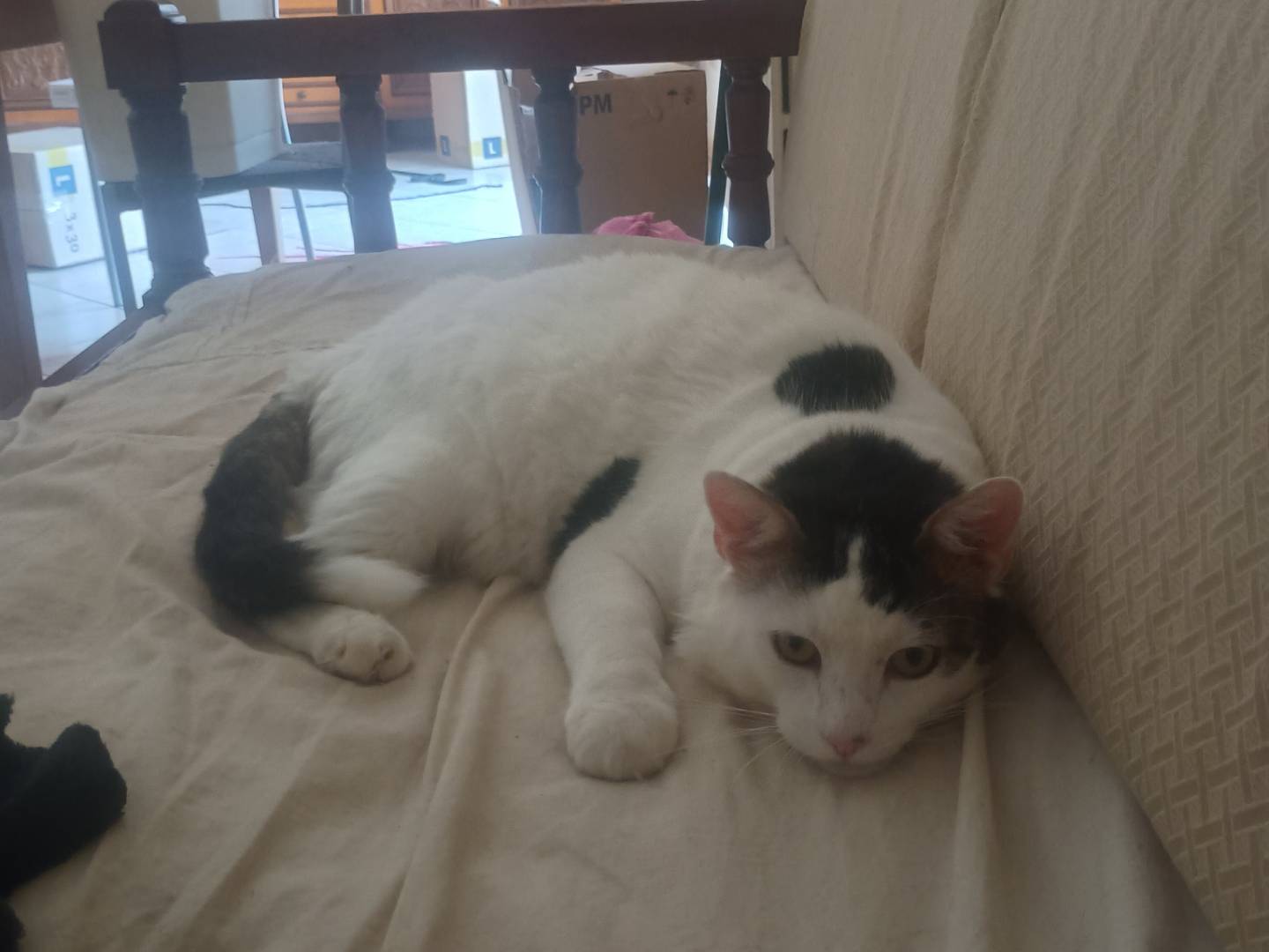 Adotta un gatto, maschio, 6 anni e 2 mesi, Roma