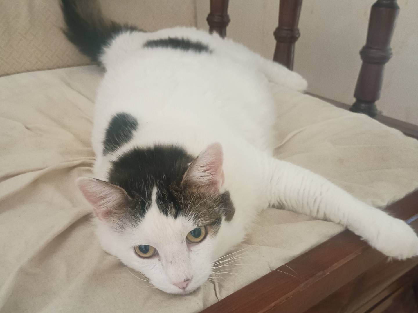 Adotta un gatto, taglia non valida, maschio, Roma