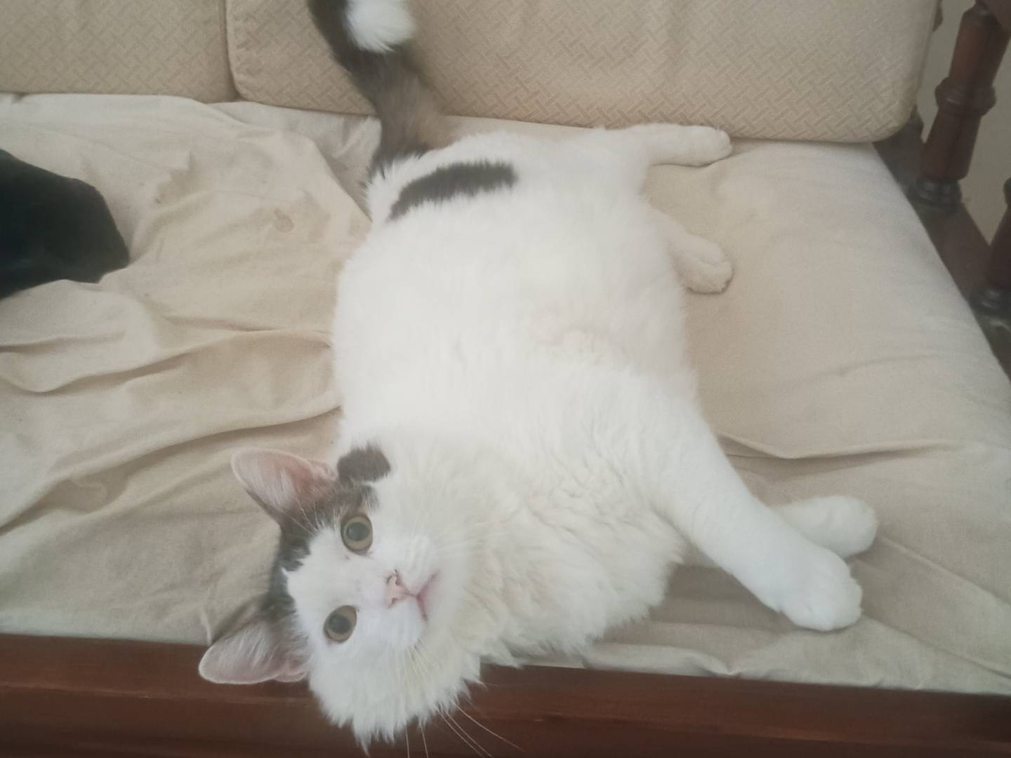 Vuoi adottare un gatto a Roma?