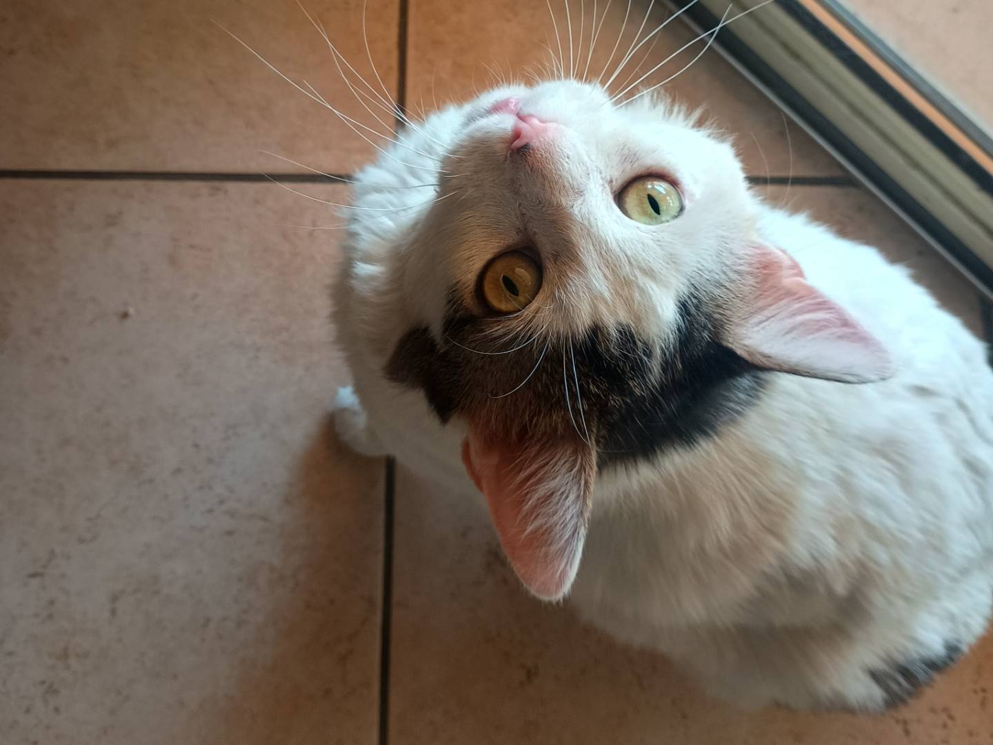 Adozione gatto, maschio, Razza sconosciuta Razza sconosciuta, 6 anni e 2 mesi, taglia non valida, Roma