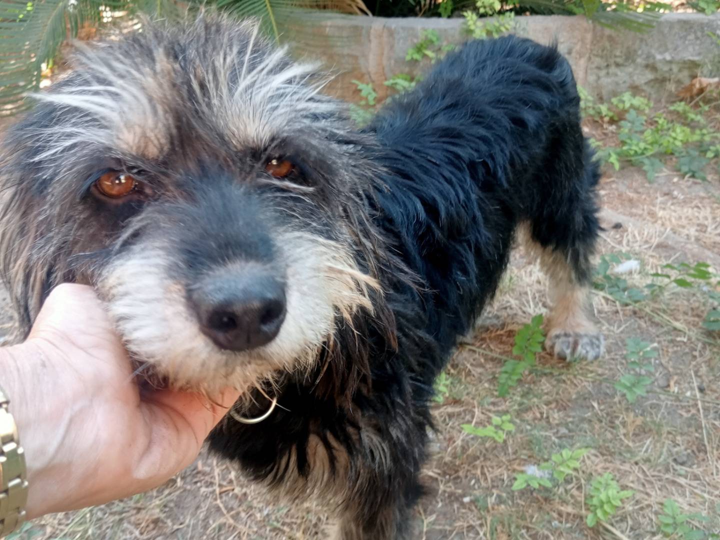 Adozione cane, femmina, Razza sconosciuta Razza sconosciuta, 2 anni e 2 mesi, taglia media contenuta, Cagliari