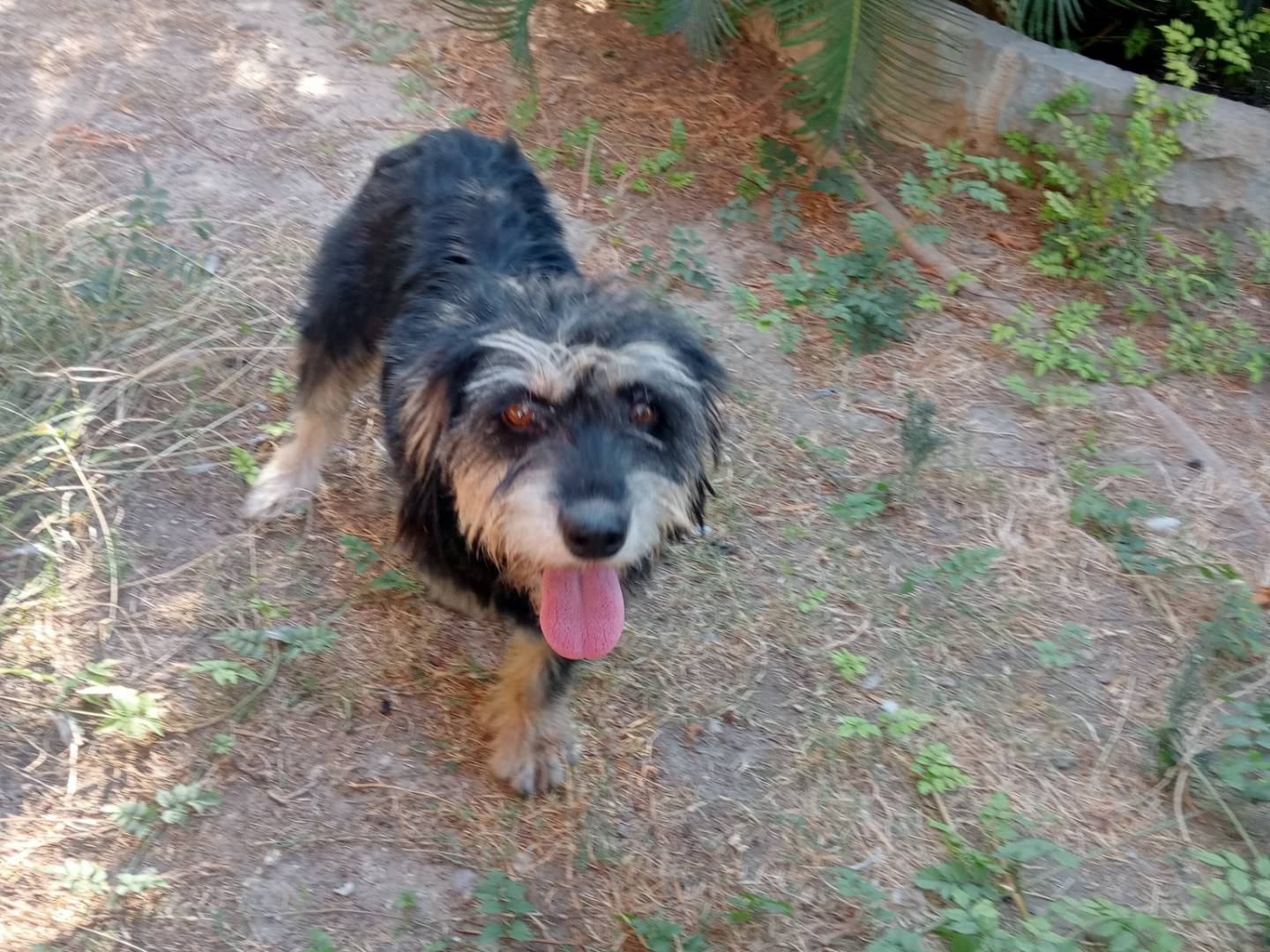 Adotta un cane, femmina, 2 anni e 2 mesi, Cagliari