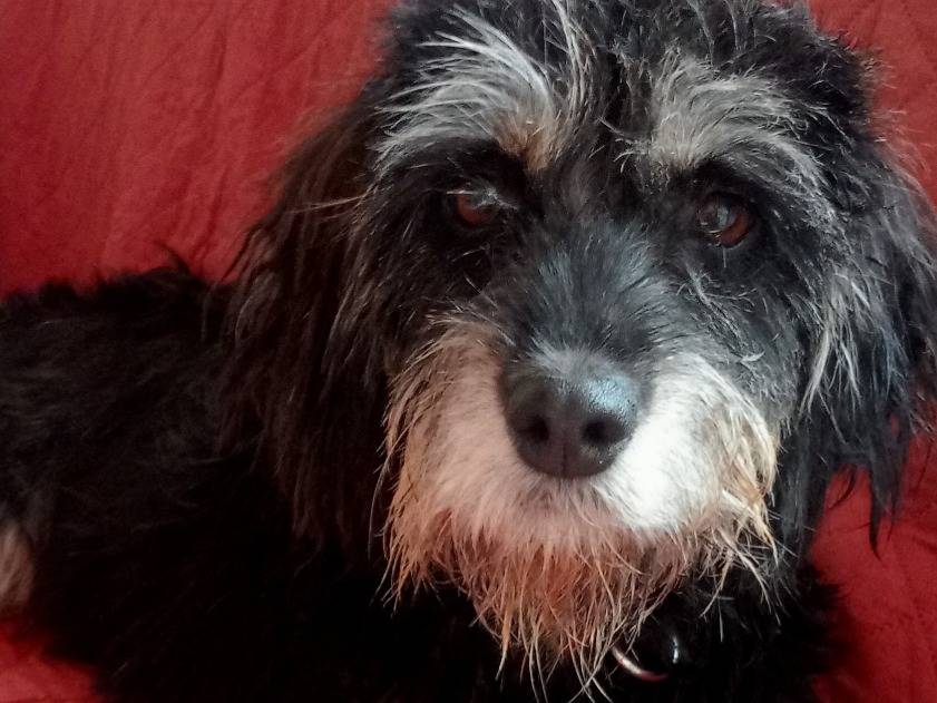 Adotta un cane, taglia media contenuta, femmina, Cagliari