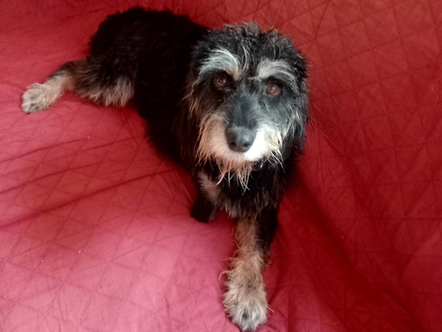 Vuoi adottare un cane a Cagliari?