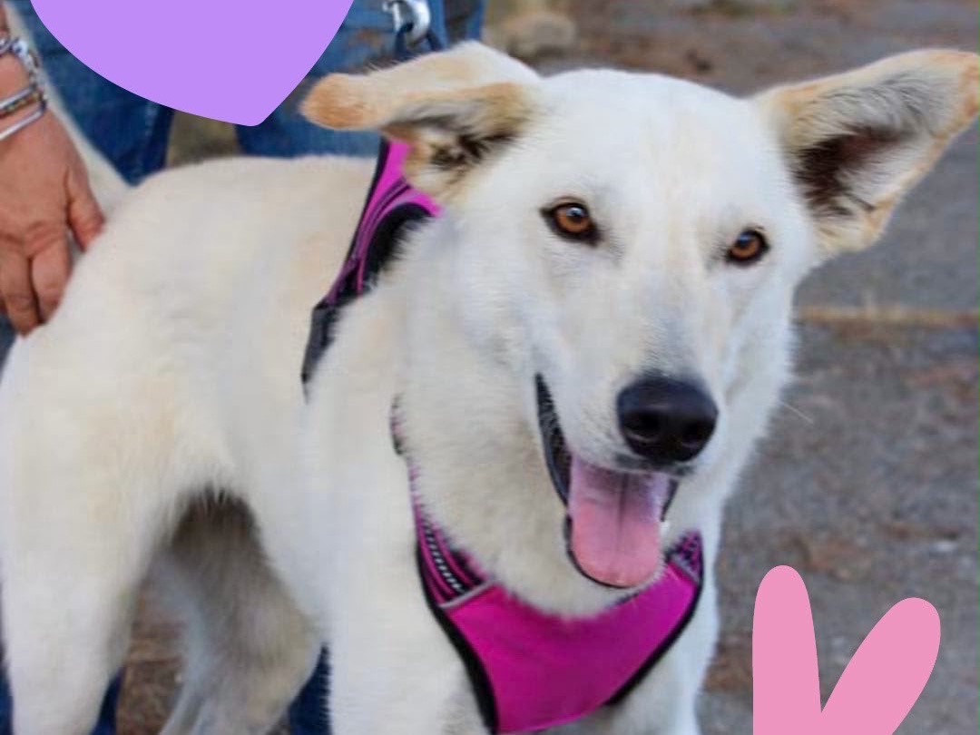 Adotta un cane, femmina, 1 anno, Crotone
