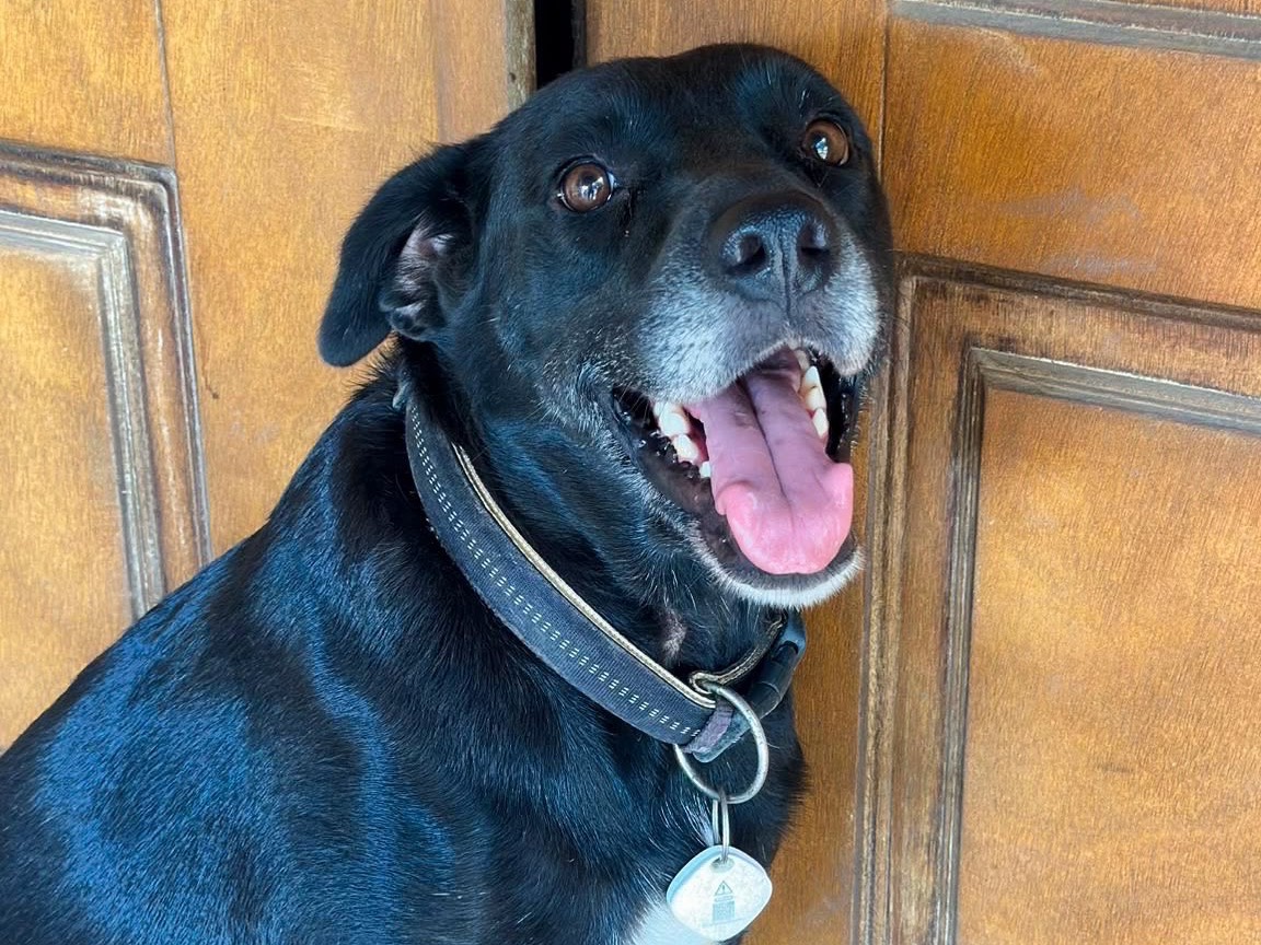 Adozione cane, femmina, Razza sconosciuta Razza sconosciuta, 7 anni, taglia grande, Crotone