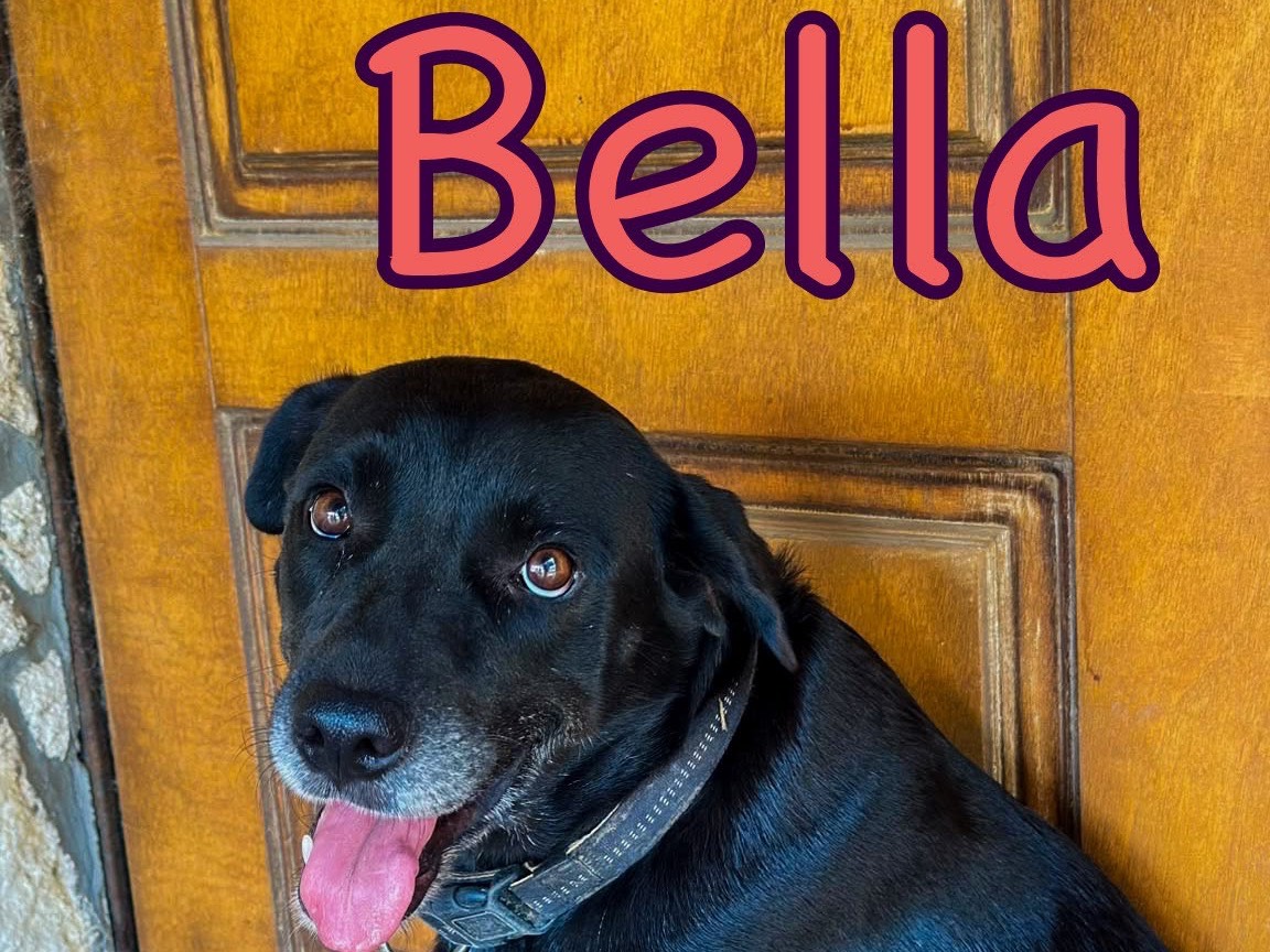 Adotta un cane, femmina, 7 anni, Crotone