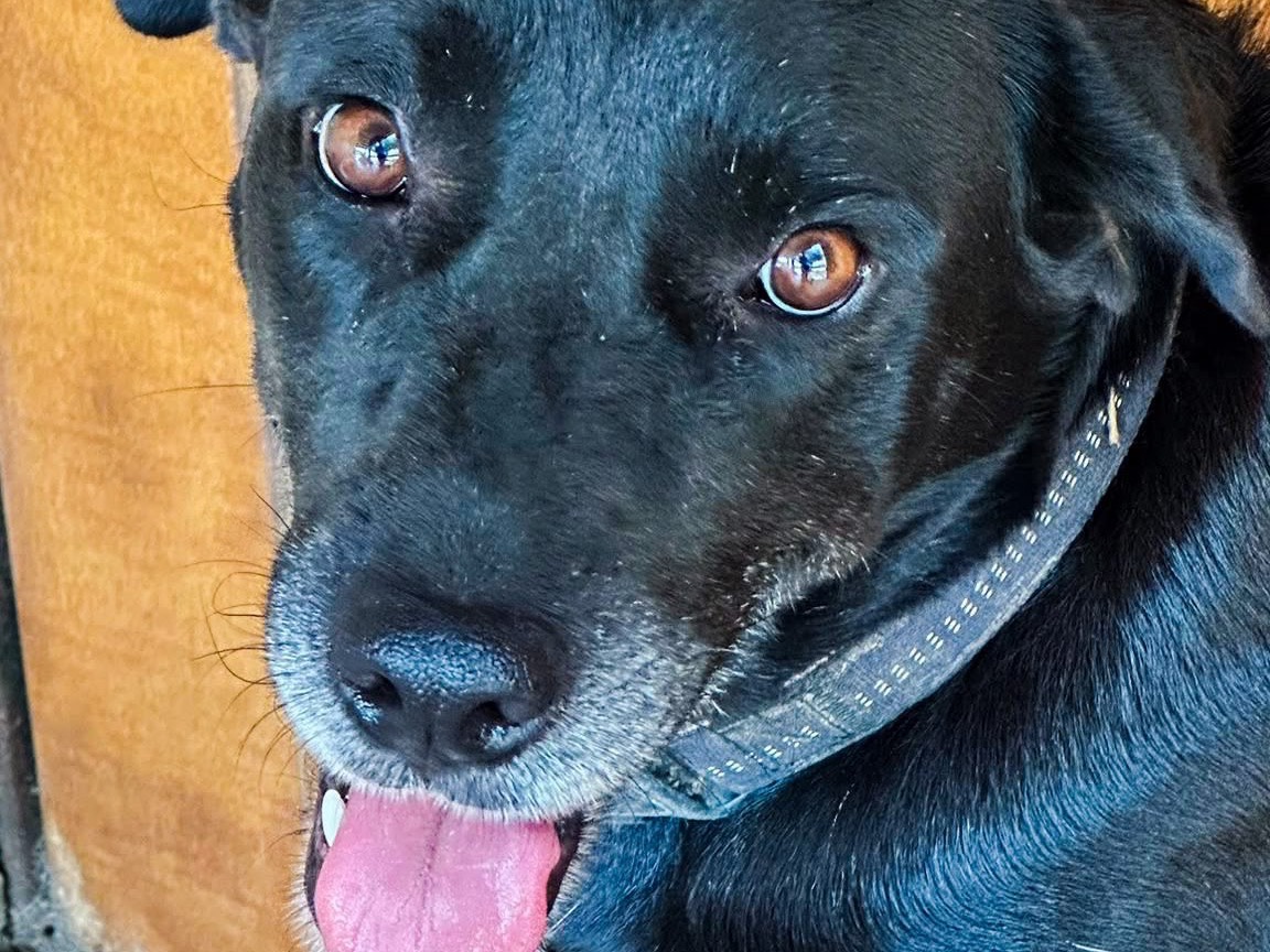 Adotta un cane, taglia grande, femmina, Crotone