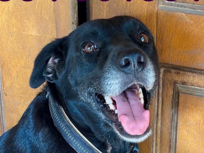 Vuoi adottare un cane a Crotone?