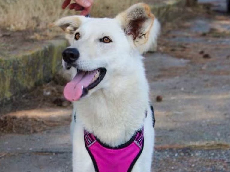 Adotta un cane, taglia media, femmina, Crotone