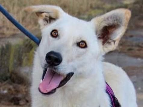 Adotta il cane Eris a Crotone