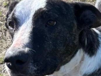 Adotta un cane, maschio, 5 anni e 9 mesi, Pavia