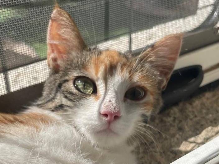 Adozione gatto, femmina, Razza sconosciuta Razza sconosciuta, 3 mesi, taglia non valida, Varese