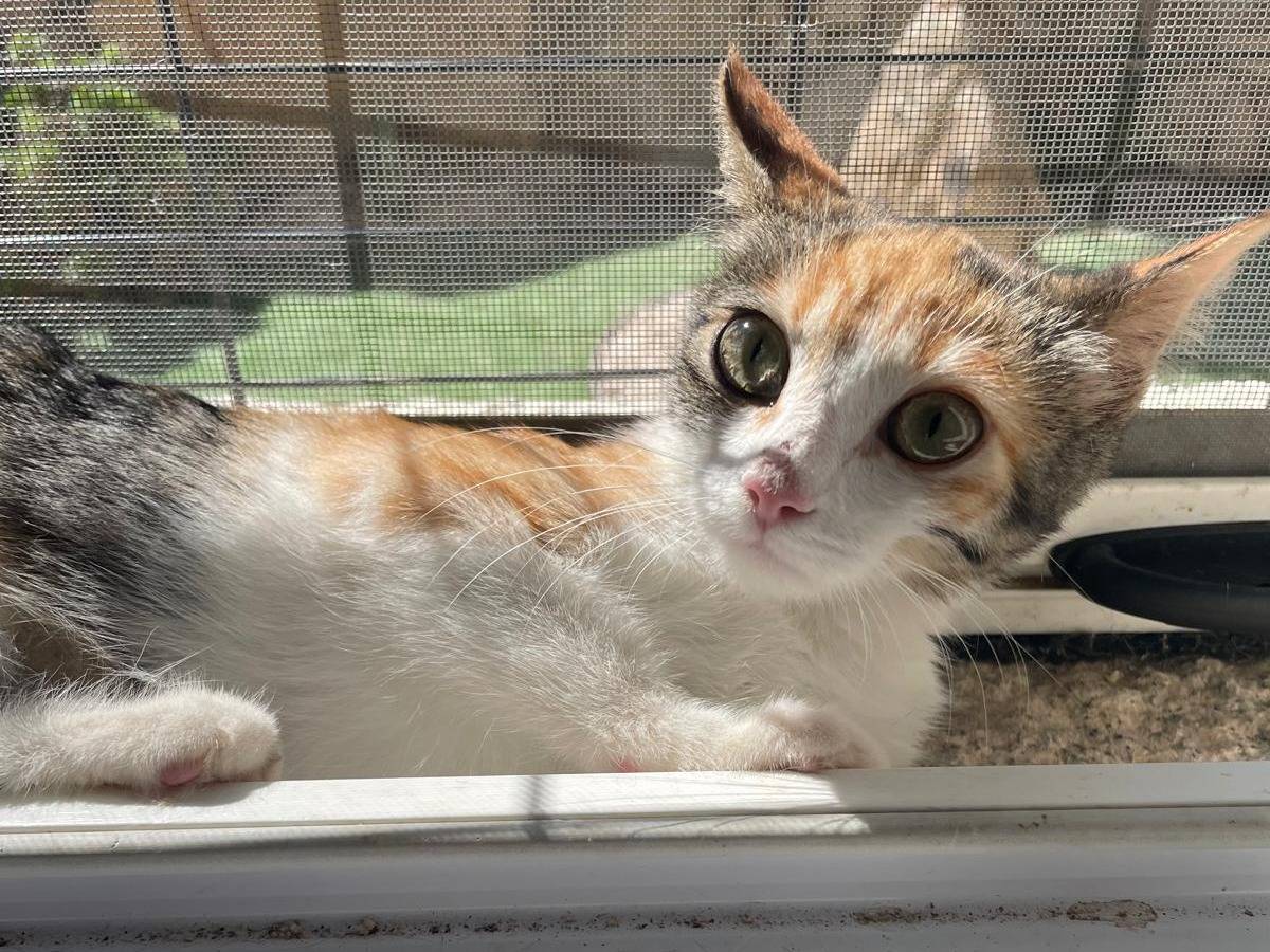 Adotta un gatto, femmina, 3 mesi, Varese