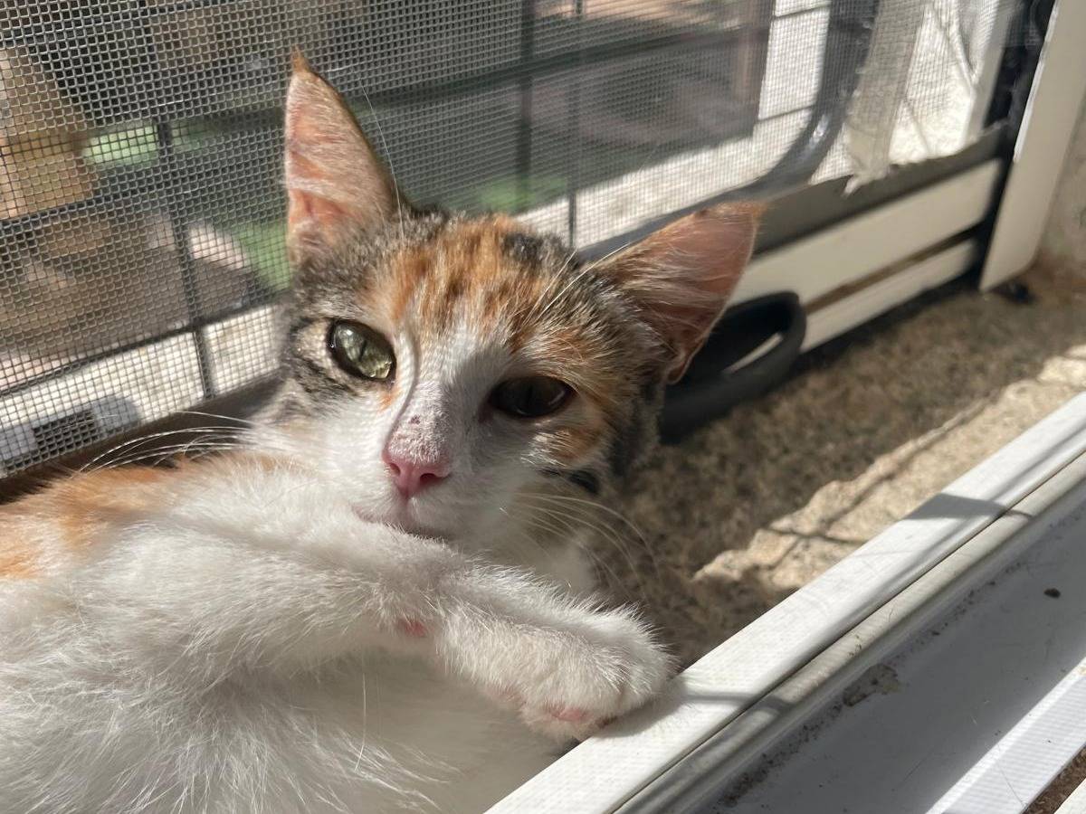 Adotta un gatto, taglia non valida, femmina, Varese