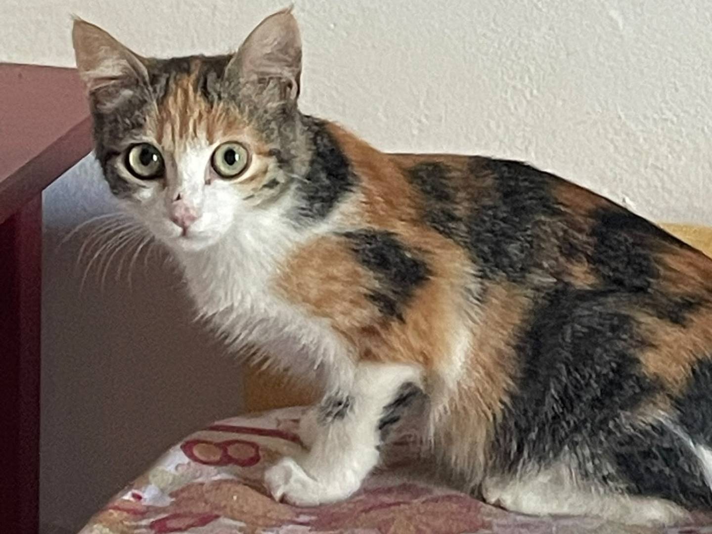 Vuoi adottare un gatto a Varese?