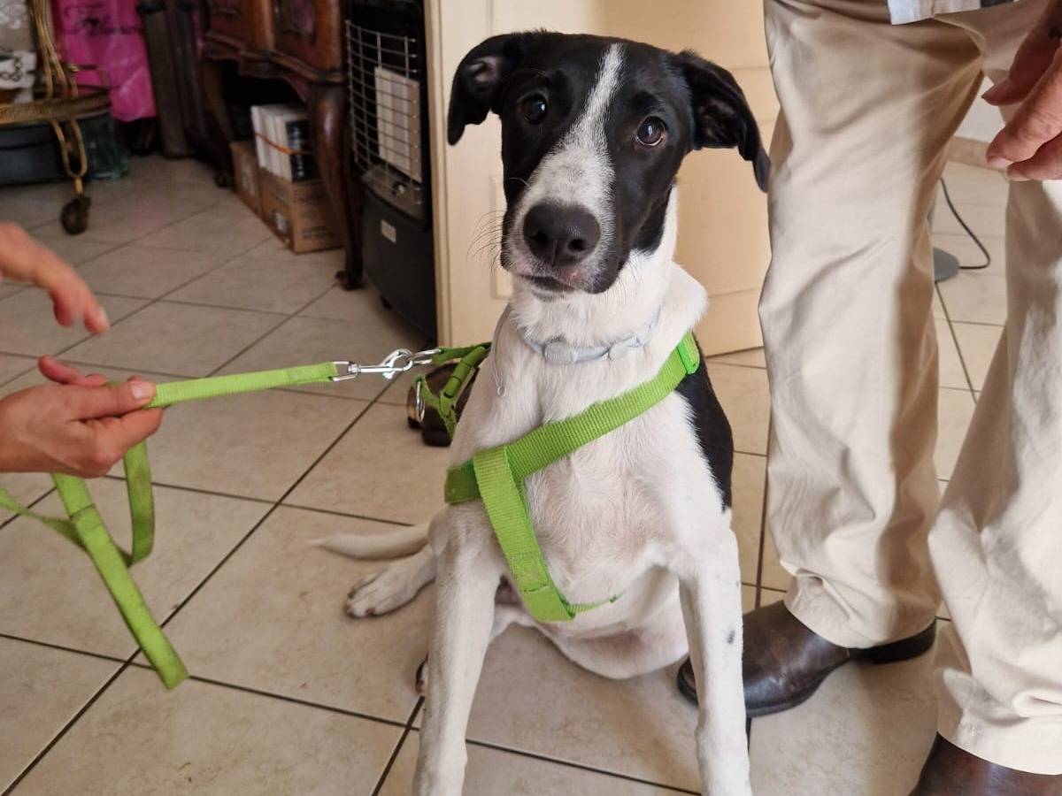 Adozione cane, femmina, Razza sconosciuta Razza sconosciuta, 6 mesi, taglia media, Frosinone