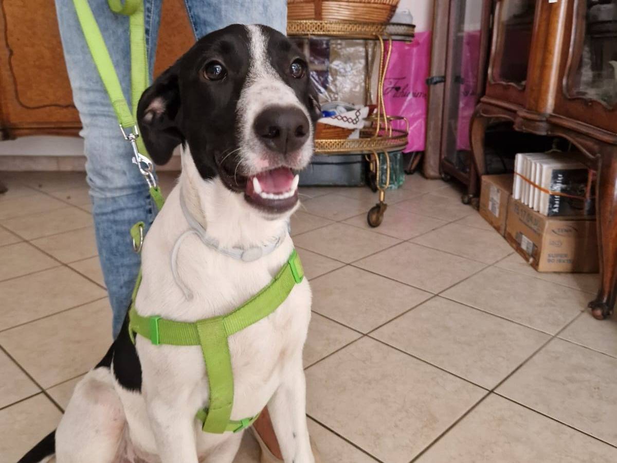 Adotta un cane, femmina, 6 mesi, Frosinone
