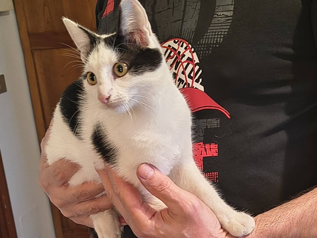 Adotta un gatto, taglia non valida, maschio, Varese