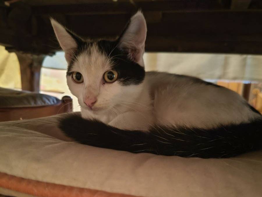 Adotta un gatto, maschio, 5 mesi, Varese