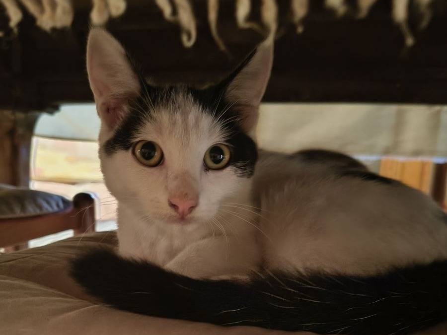 Adozione gatto, maschio, Razza sconosciuta Razza sconosciuta, 5 mesi, taglia non valida, Varese