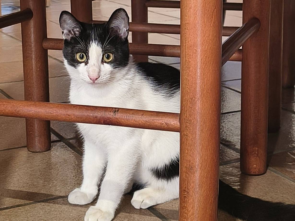 Vuoi adottare un gatto a Varese?