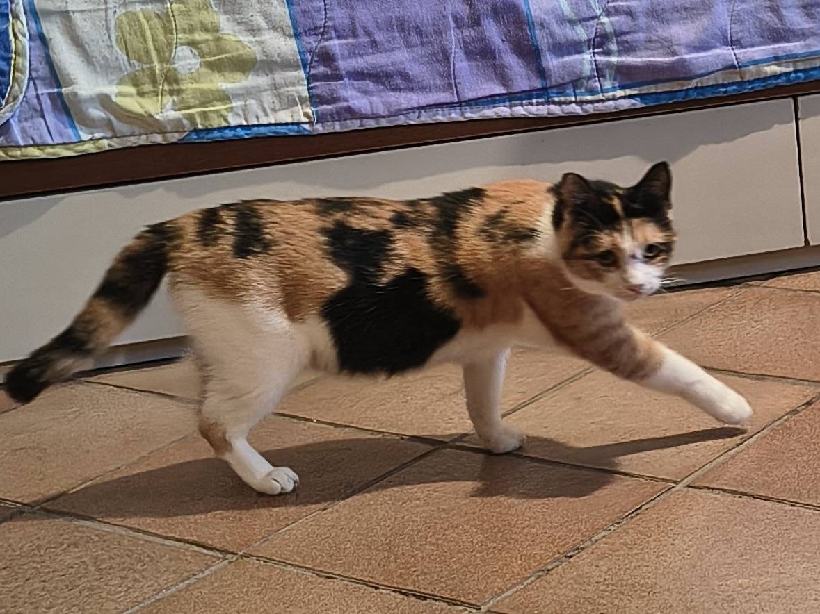 Adotta il gatto Beleuz a Varese