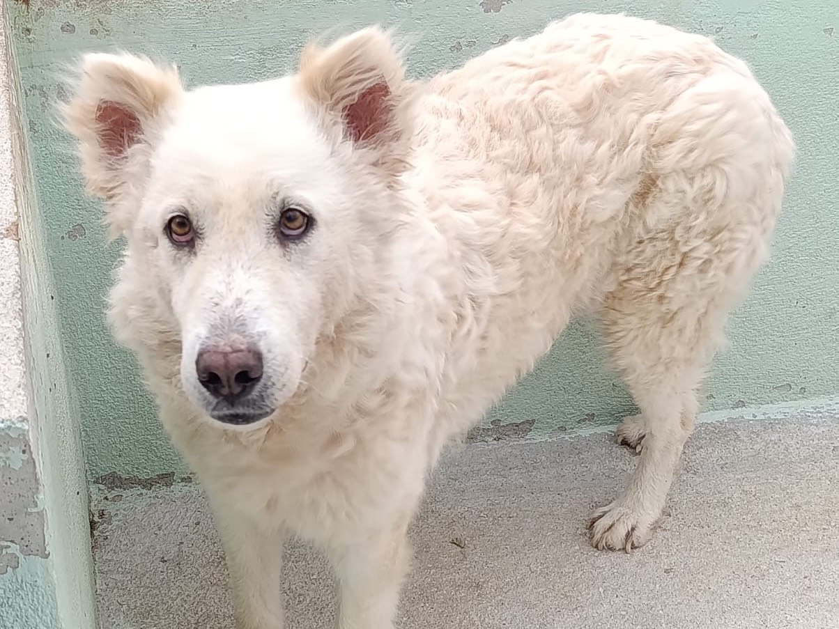 Adozione cane, femmina, Razza sconosciuta Razza sconosciuta, 4 anni e 6 mesi, taglia grande, Avellino