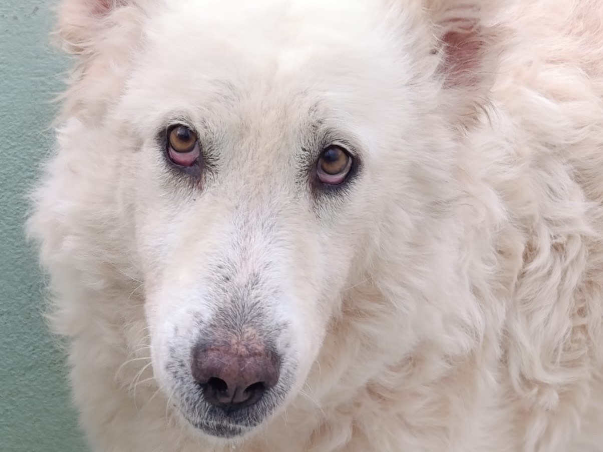 Adotta un cane, femmina, 4 anni e 6 mesi, Avellino