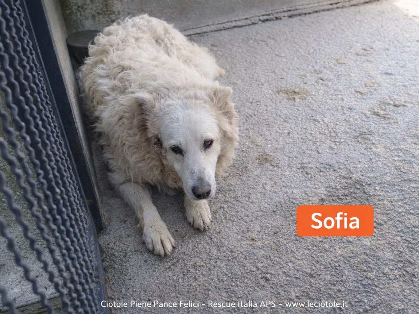 Adotta un cane, taglia grande, femmina, Avellino