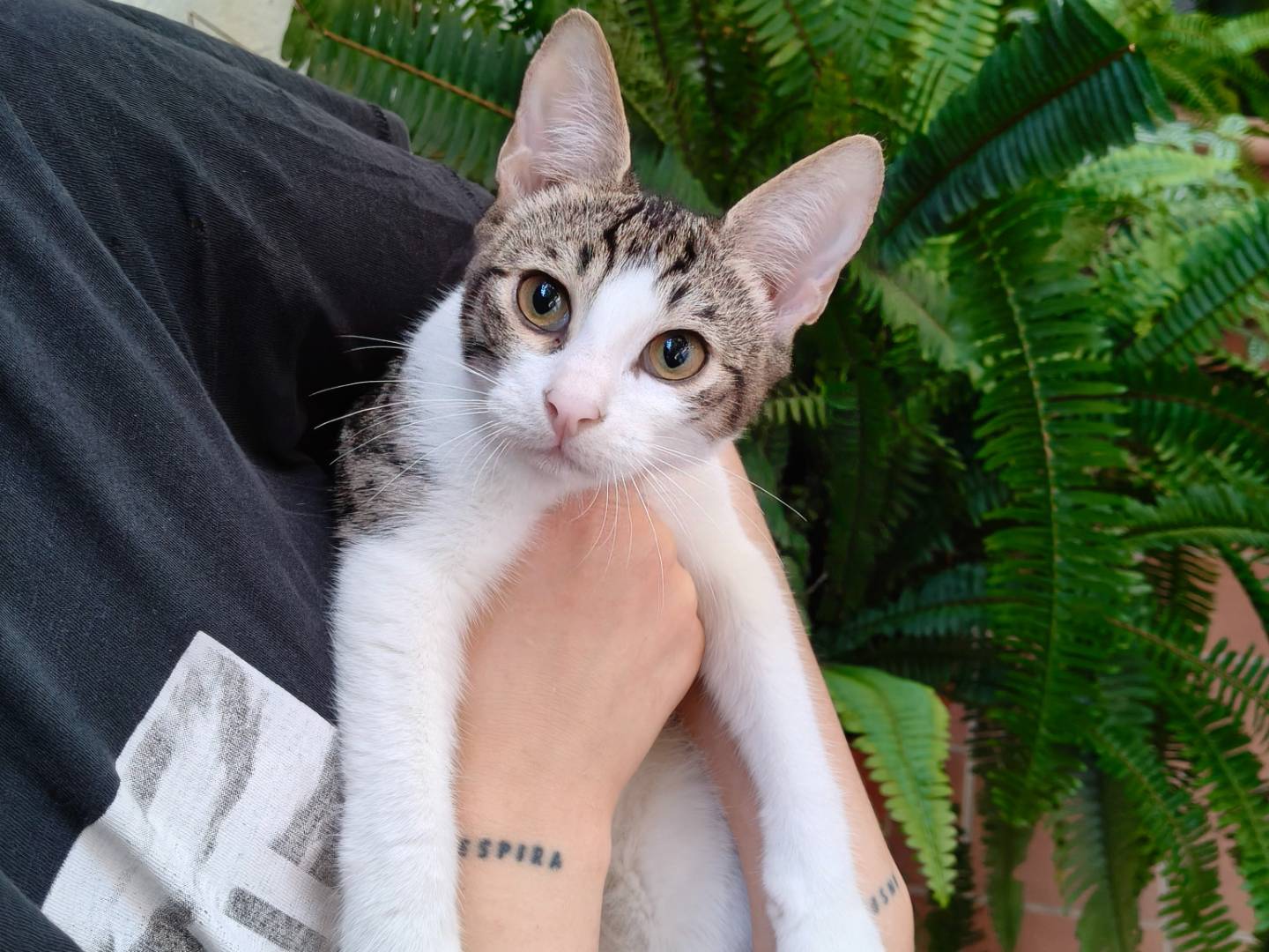 Adozione gatto, maschio, Razza sconosciuta Razza sconosciuta, 4 mesi, taglia non valida, Reggio