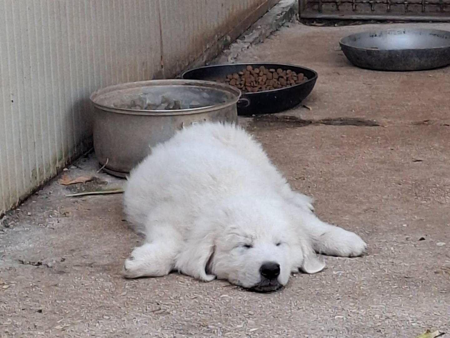Adozione cane, maschio, Pastore maremmano Razza sconosciuta, 3 mesi, taglia grande, Torino