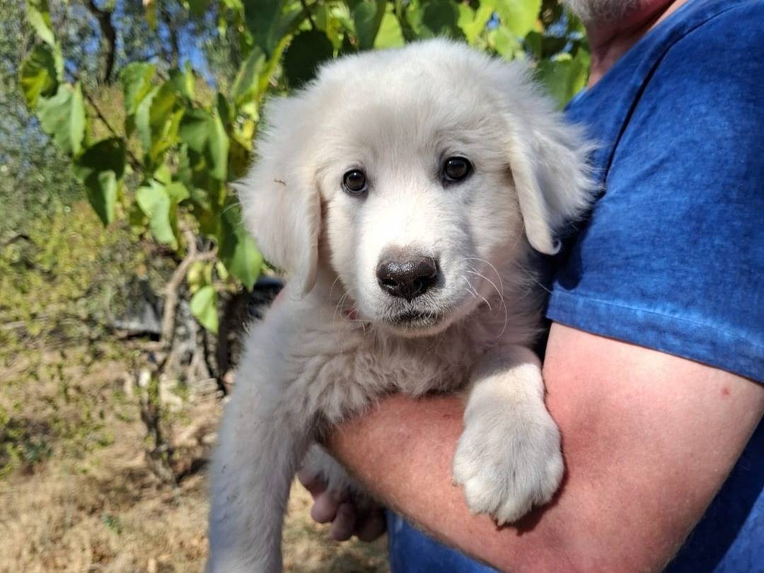 Adotta un cane, maschio, 3 mesi, Torino