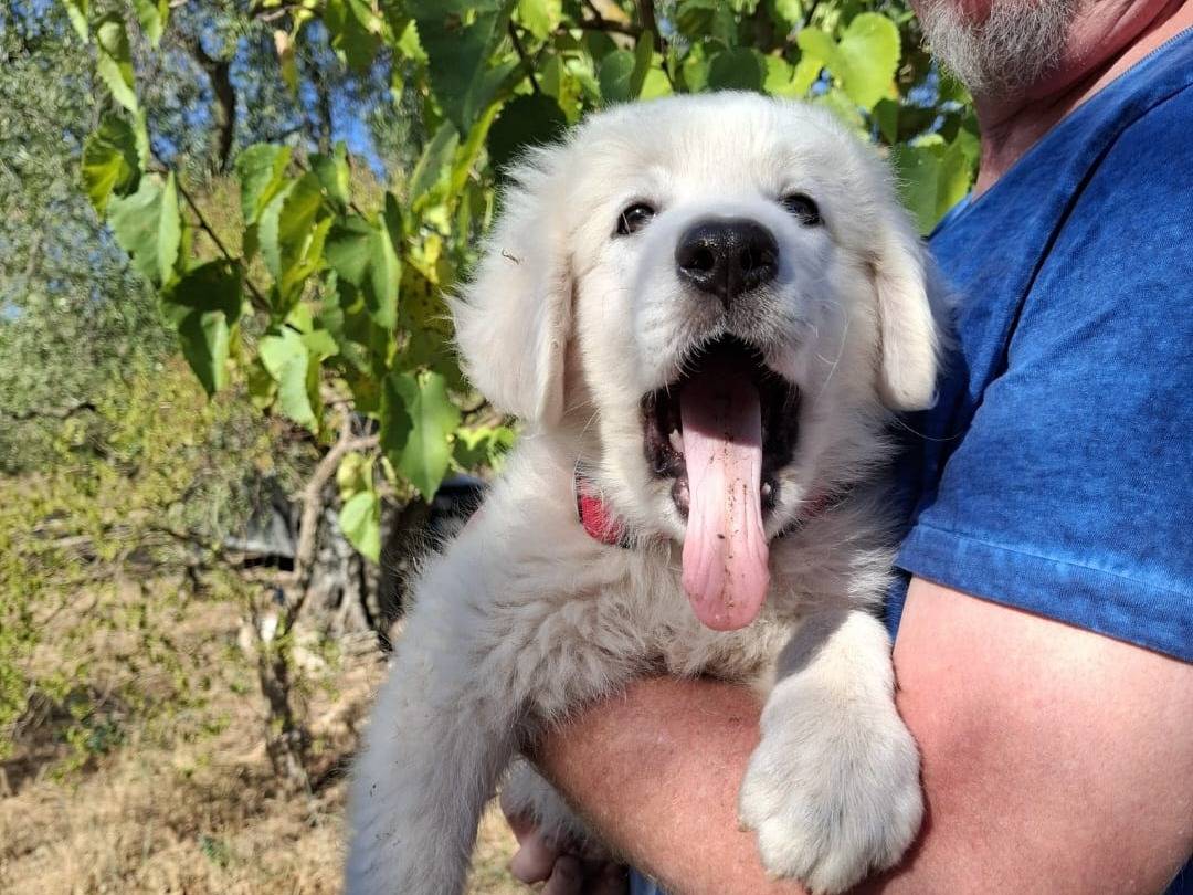Vuoi adottare un cane a Torino?