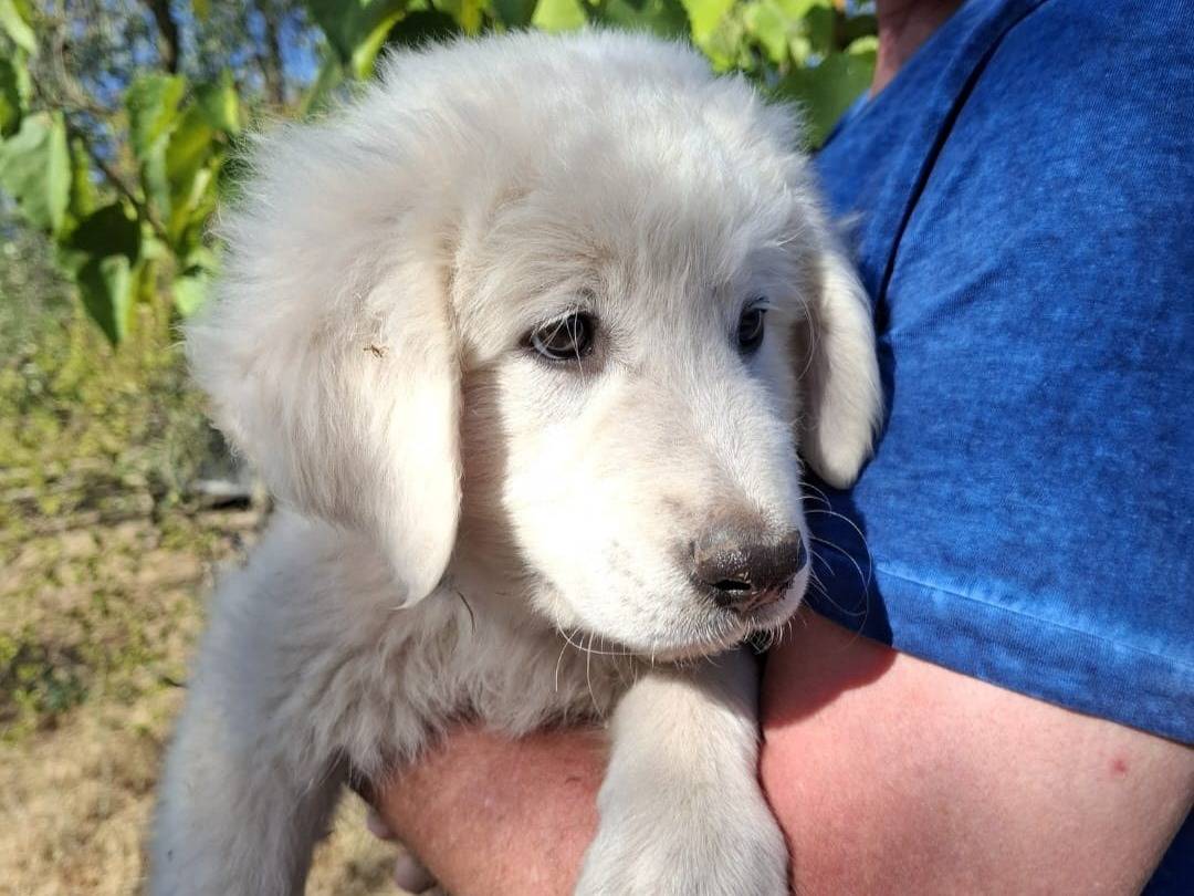 Adotta il cane JASON a Torino