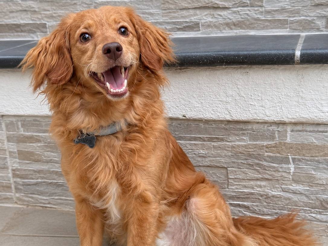 Adozione cane, maschio, Razza sconosciuta Razza sconosciuta, 2 anni e 8 mesi, taglia piccola, Caserta